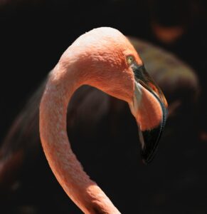 Pink Flamingo 1