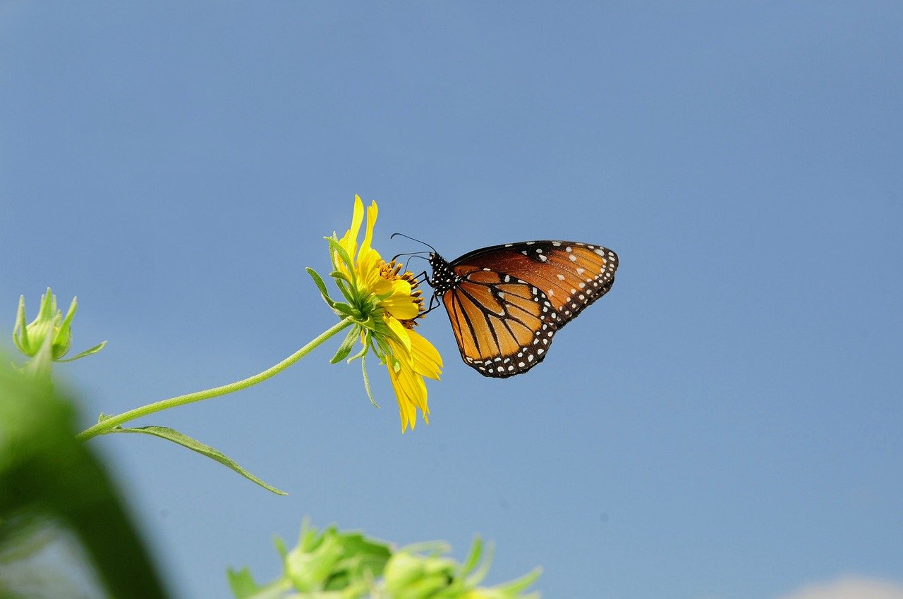butterfly, nature, insect, wings, pollination, flower, summer, migration, nectar-feeding insect, blue sky, yellow flower, butterfly wings, vibrant, macro photography, ecosystem, wildlife, yellow, details, beauty